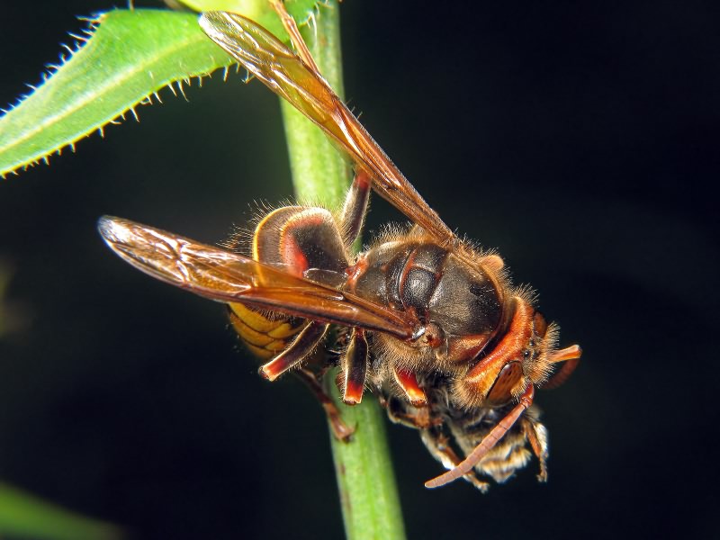 Vespa crabro Linnaeus, 1758